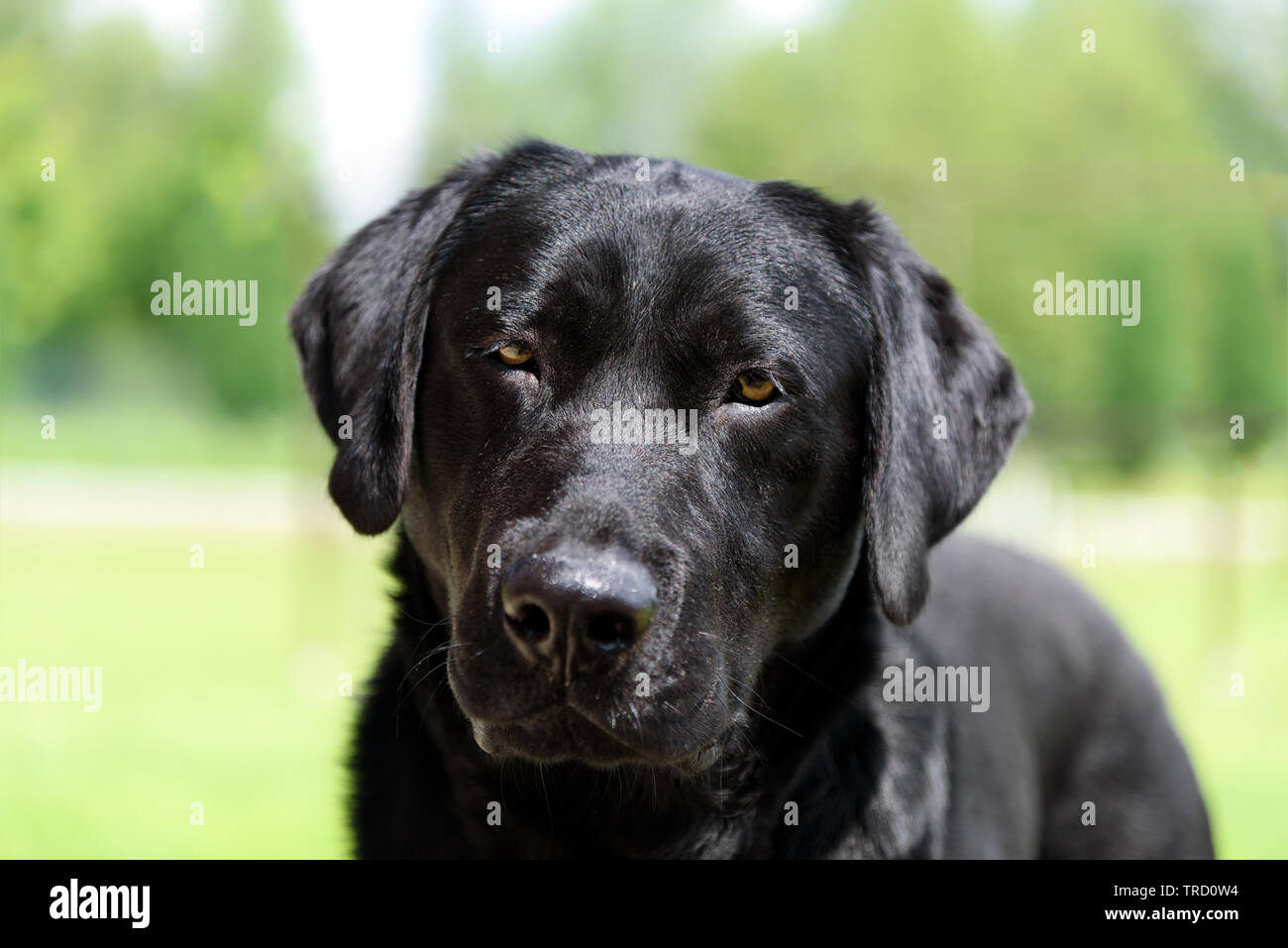 Ritratto di un bel black labrador cane guardando verso la telecamera. Foto Stock