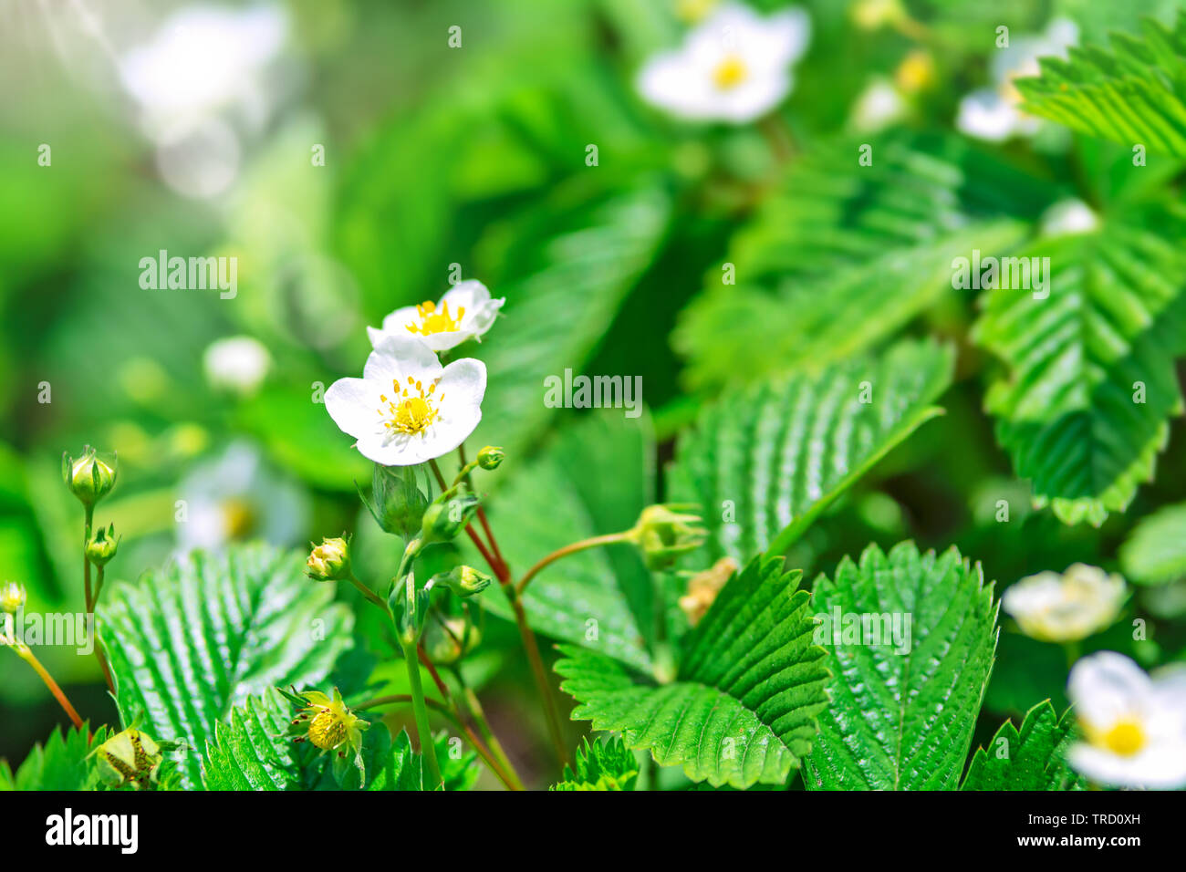Close-up di un fiorire di fragole bush nel giardino. Foto Stock