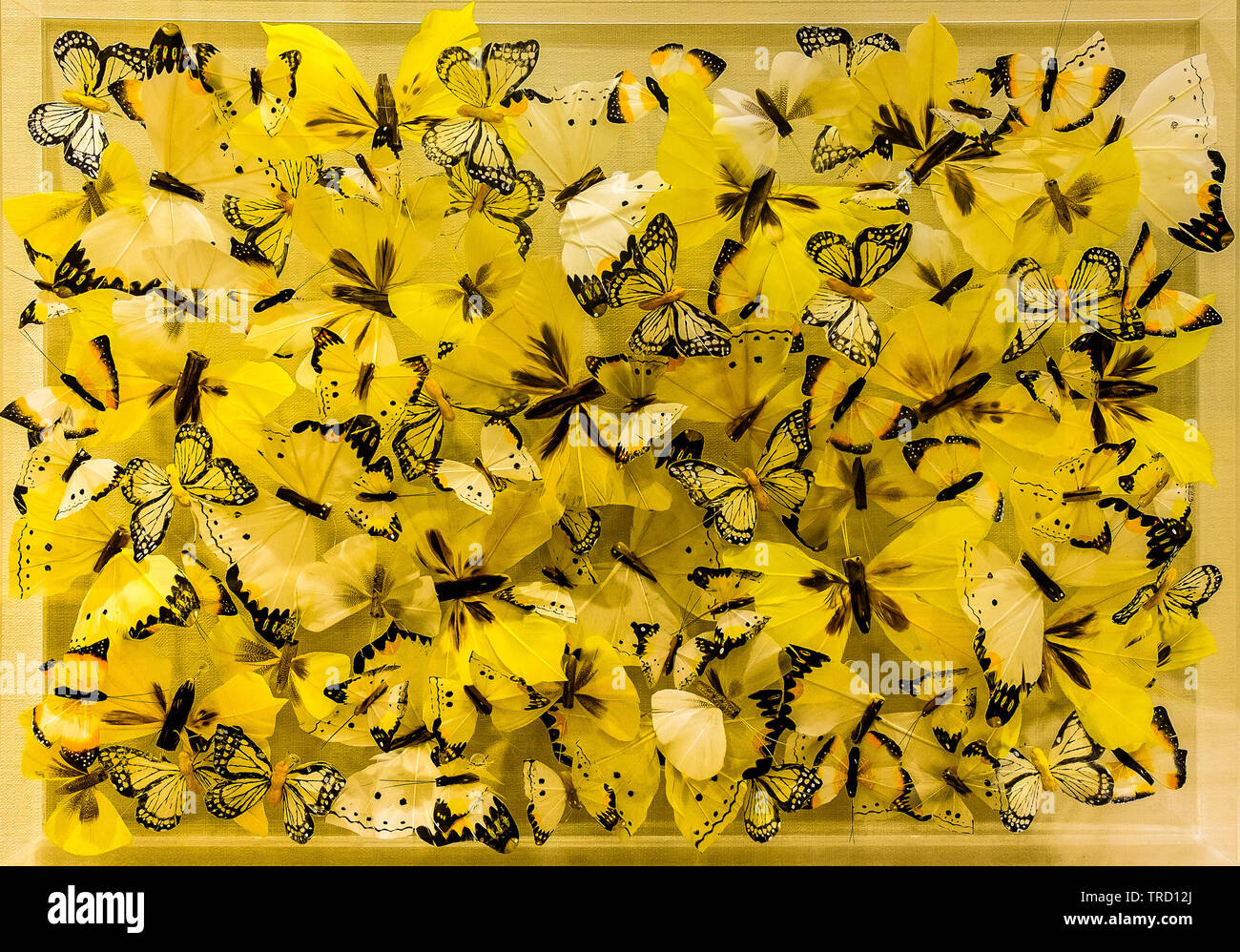 Ancora vita fatta di look-alike giallo farfalle, Hertfordshire, Inghilterra Foto Stock