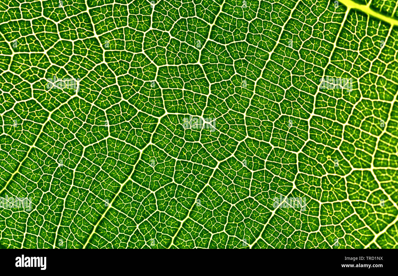 Primo piano di una foglia verde con struttura Foto Stock