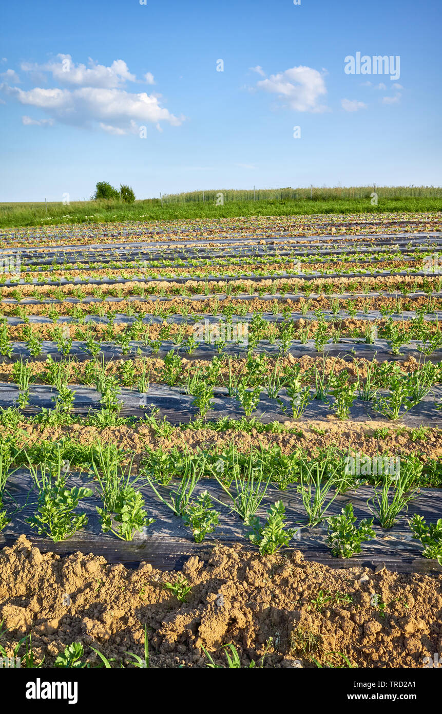 Agricoltura paesaggio con sedano organico e erba cipollina campo di fattoria con patch ricoperti di plastica strame usato per sopprimere le erbacce e conservare l'acqua. Foto Stock Agricoltura paesaggio con sedano organico e erba cipollina campo di fattoria con patch ricoperti di plastica strame usato per sopprimere le erbacce e conservare l'acqua. Foto Stock