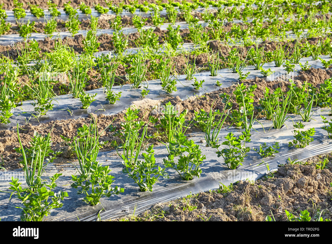 Il sedano e erba cipollina fattoria organica campo con patch ricoperti di plastica strame usato per sopprimere le erbacce e conservare l'acqua. Foto Stock