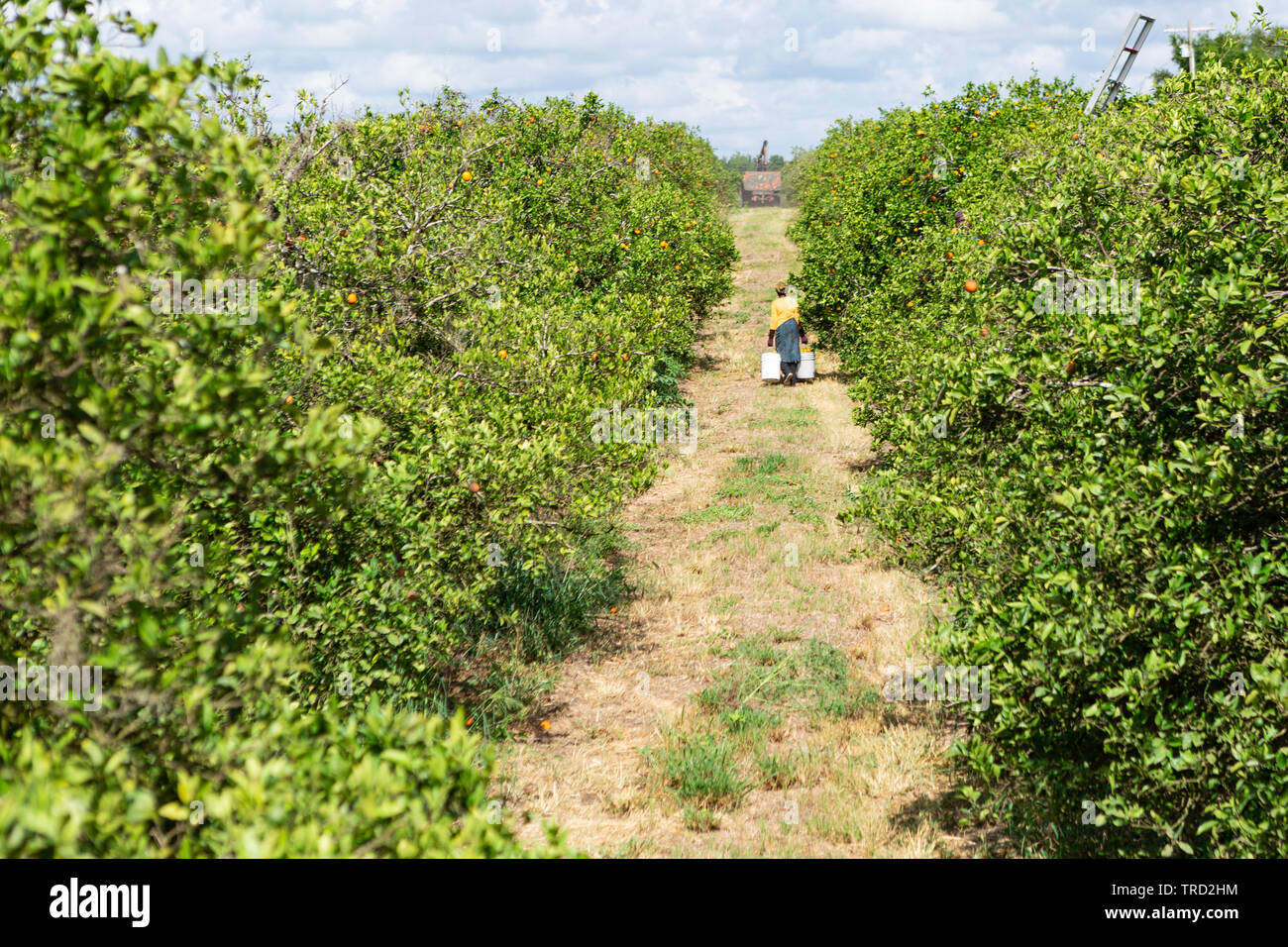 Fattoria femmina lavoratore picking Valencia arance, vetrina di agrumi, Florida Foto Stock