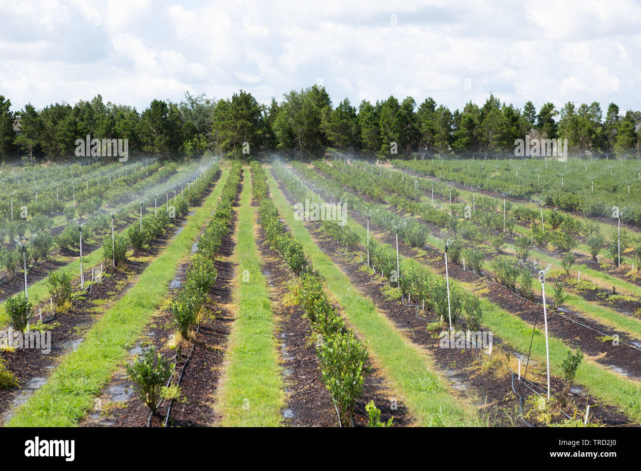Mirtillo delle colture in vetrina di agrumi, Florida Foto Stock