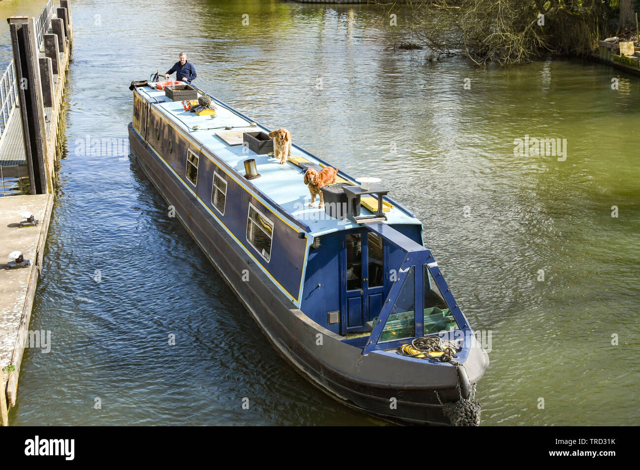 MARLOW, Inghilterra - Marzo 2019: Stretta barca sul fiume Tamigi in Marlow Foto Stock