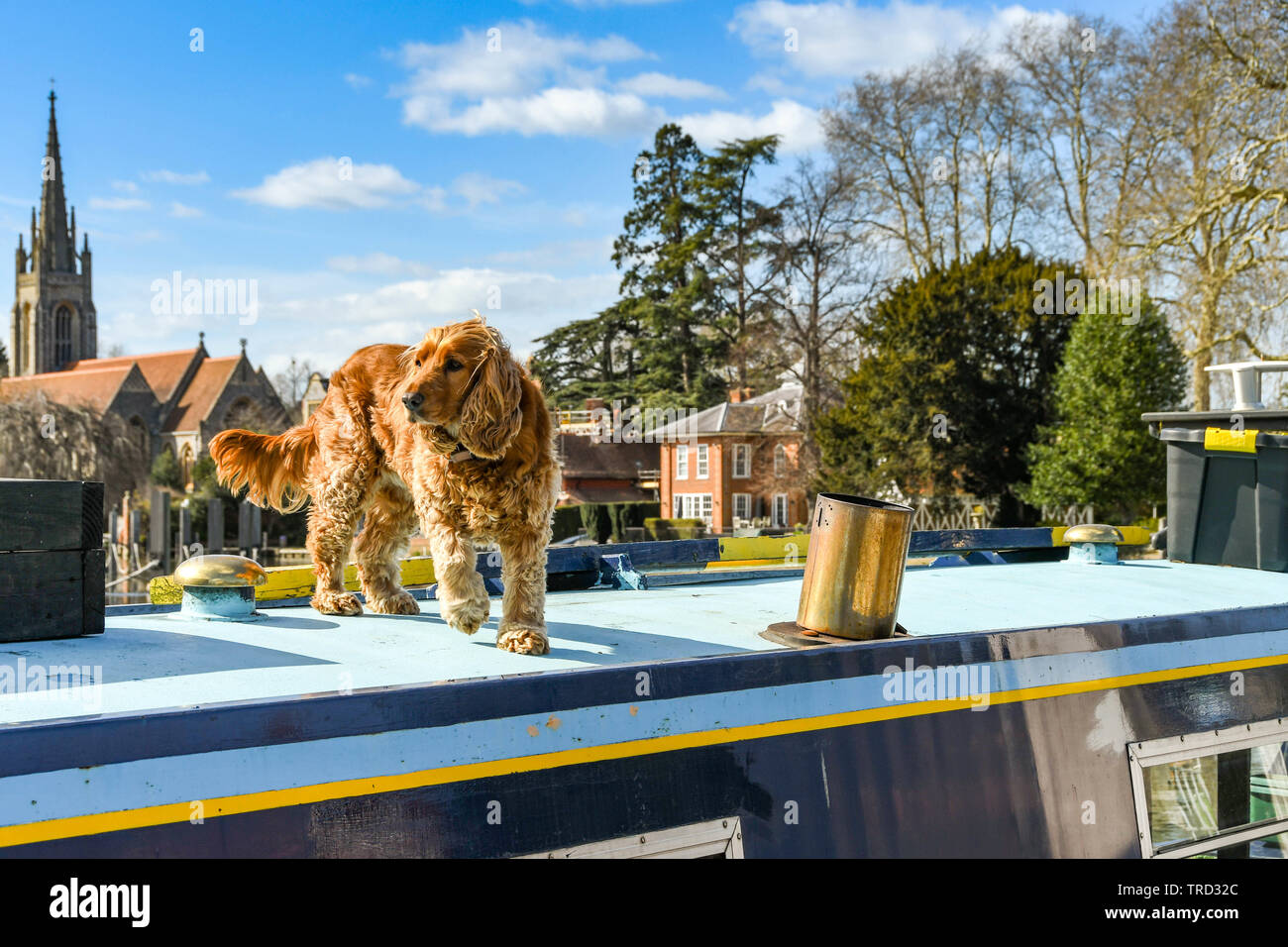 MARLOW, Inghilterra - Marzo 2019: Cane sulla parte superiore di una stretta barca sul fiume Tamigi in Marlow. Foto Stock