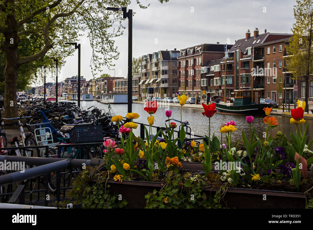 Gouda, Holland, Paesi Bassi, 23 aprile 2019, biciclette parcheggiate nei pressi di un ponte in una strada a Gouda old town. Fiori (tulipani) in primo piano in un flusso Foto Stock