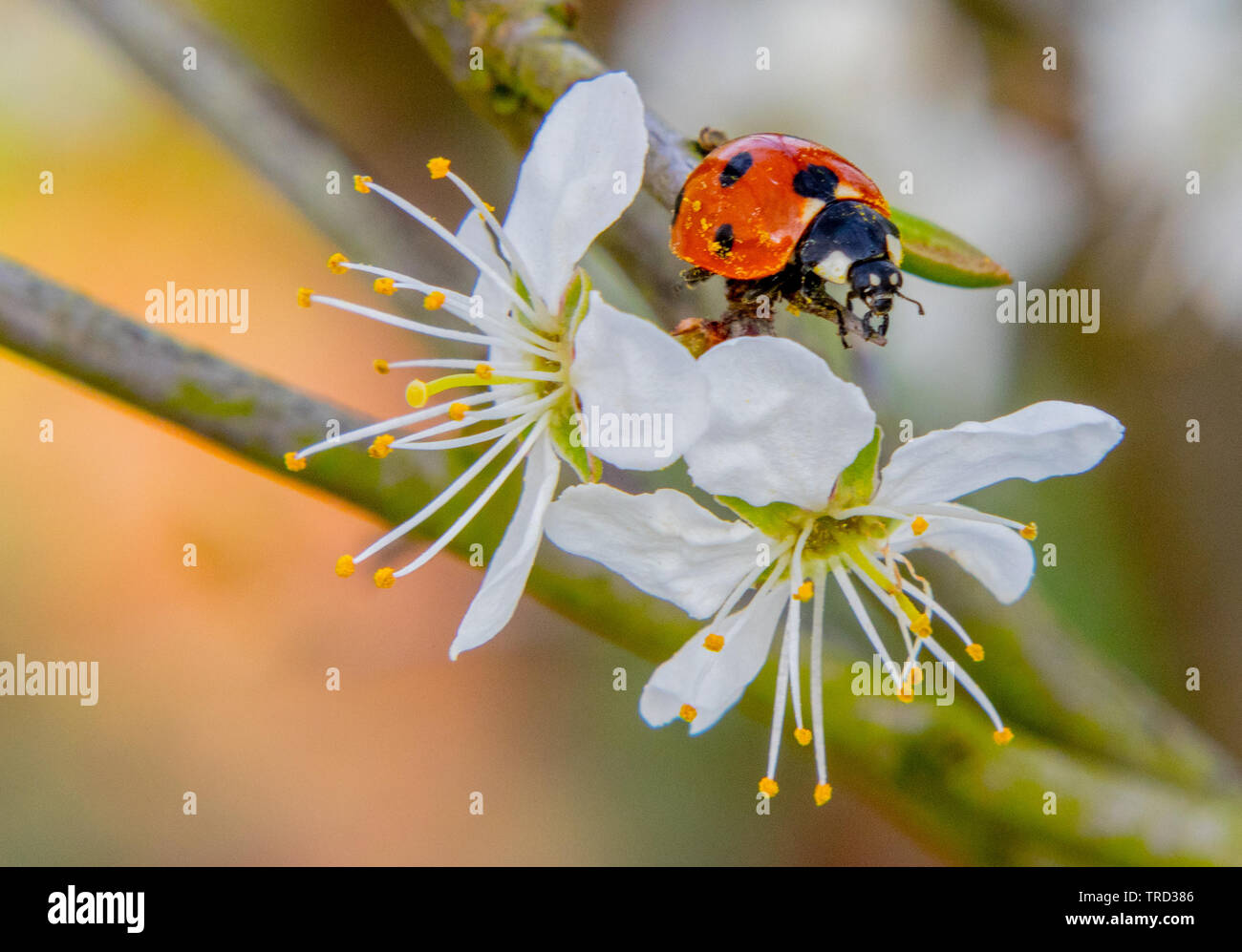 La fauna selvatica, bug, sui fiori di primavera nella campagna britannica, pollenating Foto Stock