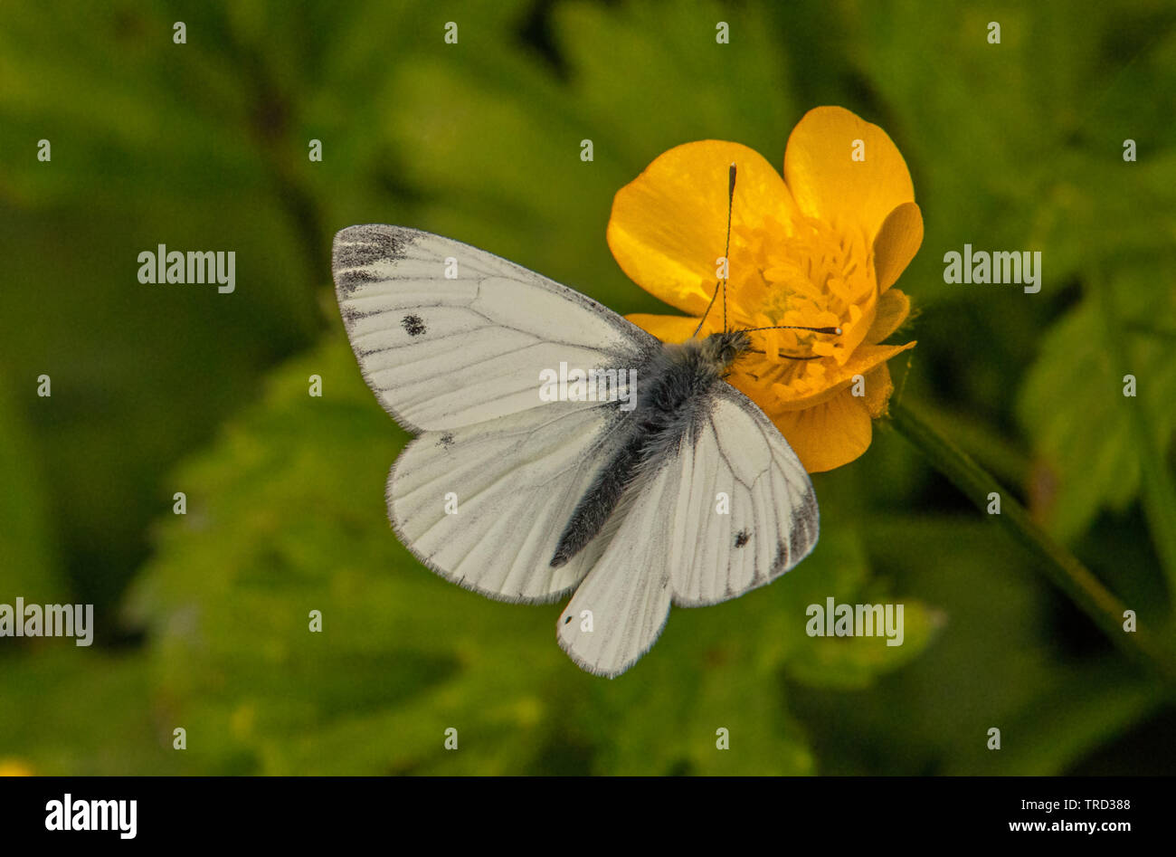Verde bianco venato, Butterfly, primavera, estate 2019 appollaiato al sole Foto Stock