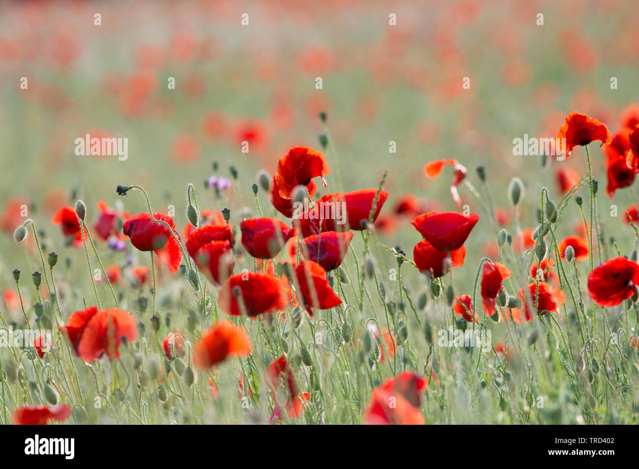 Poppys nel campo al tramonto. Hertford, Regno Unito. Il campo si trova accanto alla A414 tra Hertford e Welwyn Garden City Foto Stock