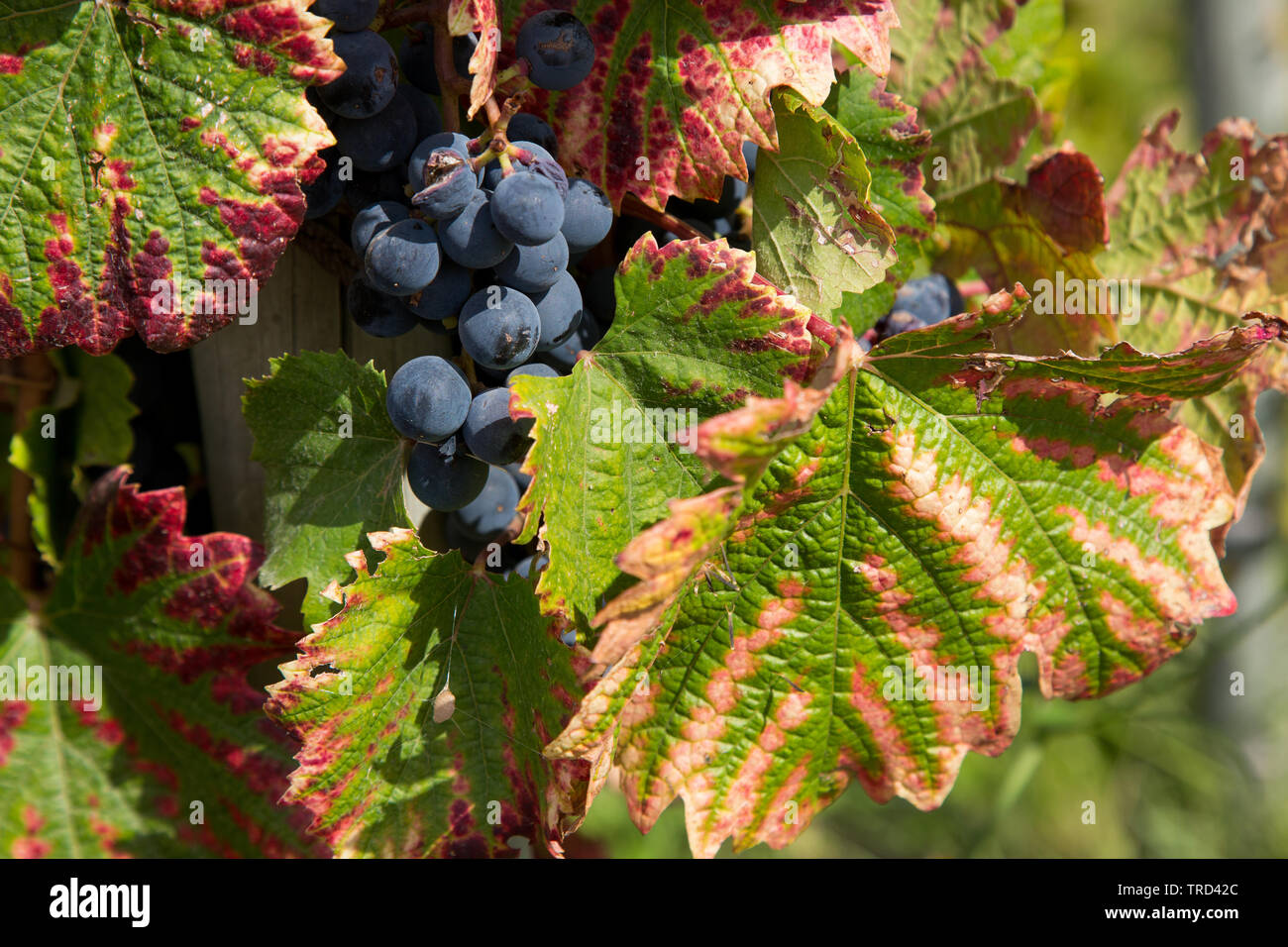 Close up di uve da vino e lascia sulla vite Foto Stock