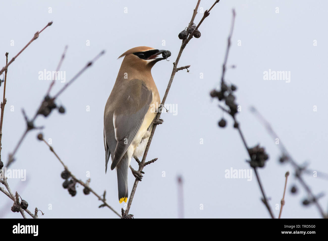 Il Cedar waxwing (Bombycilla cedrorum) Foto Stock