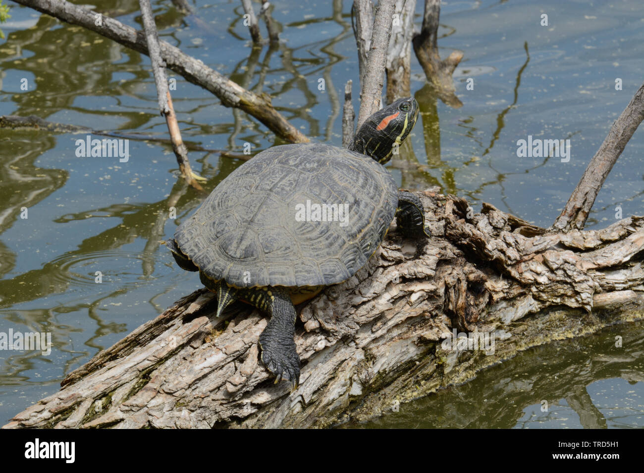 Red eared slider turtle a prendere il sole su albero parzialmente sommerso nel lago Foto Stock