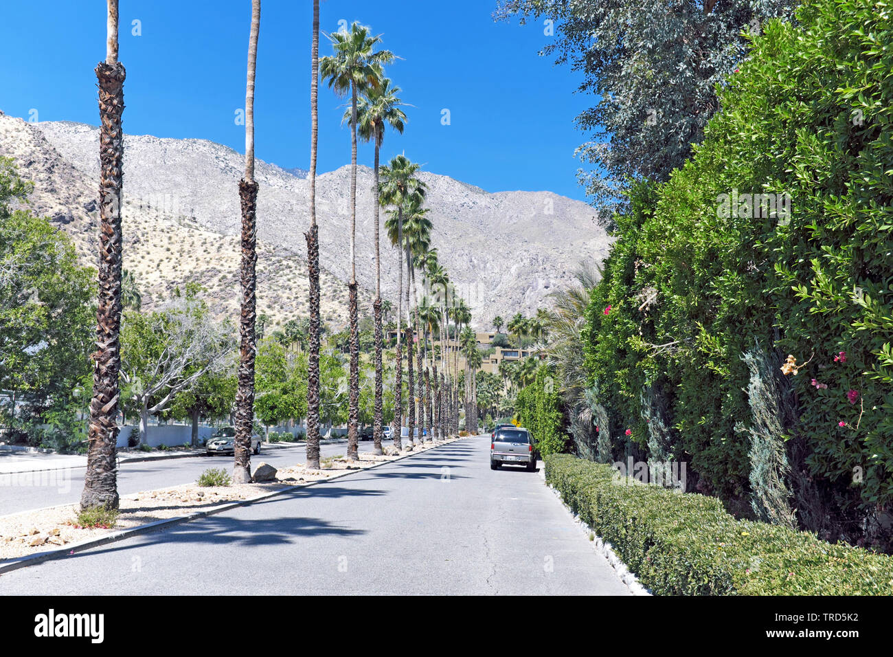 Una strada fiancheggiata da palme nel quartiere Old Las Palmas di Palm Springs, California, Stati Uniti con le montagne di San Jacinto in lontananza. Foto Stock