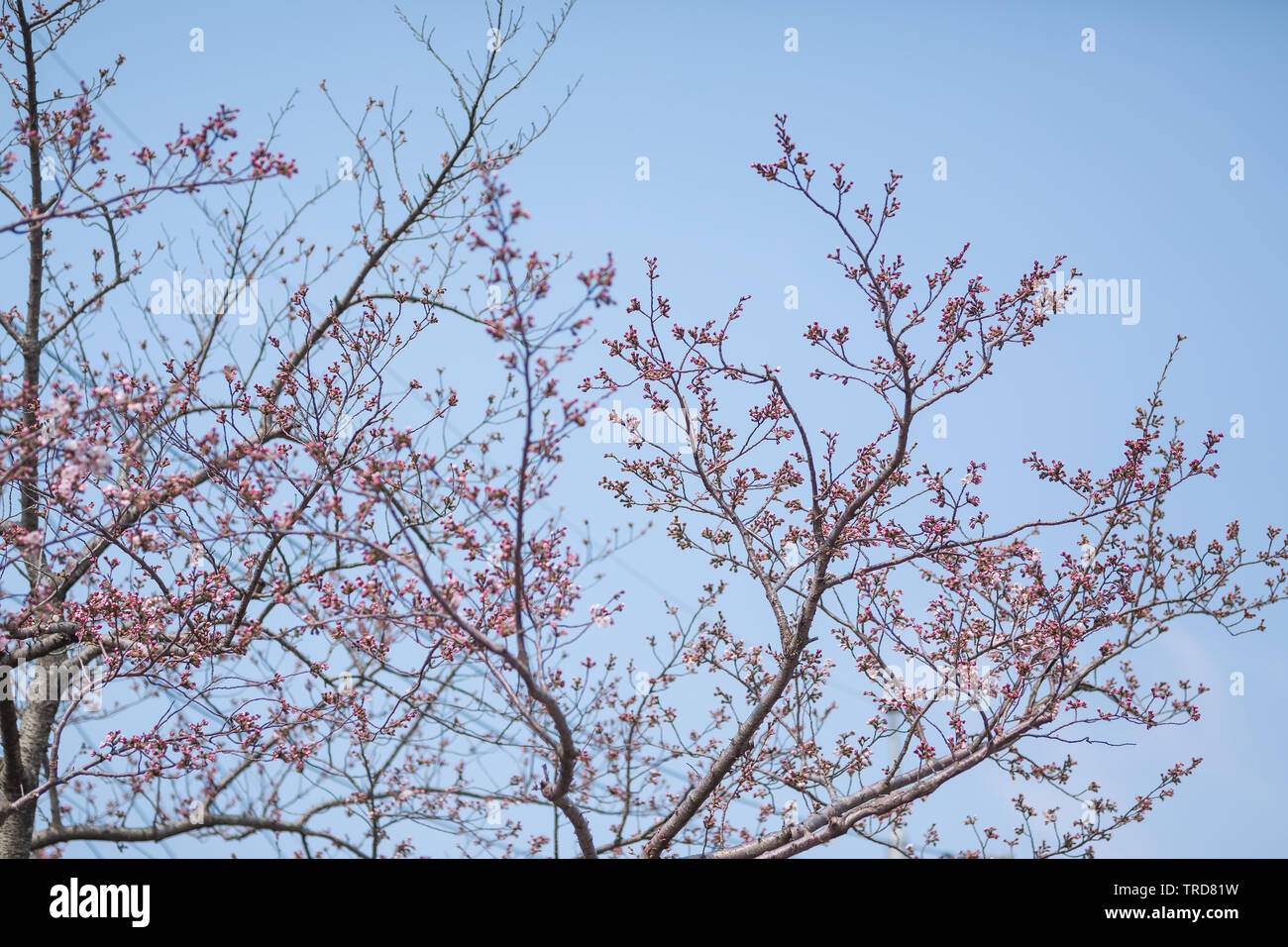 Fioritura di allegra blossom a Jeju-do. Cielo blu corrisponde con la rosa del fiore di allegri. Foto Stock