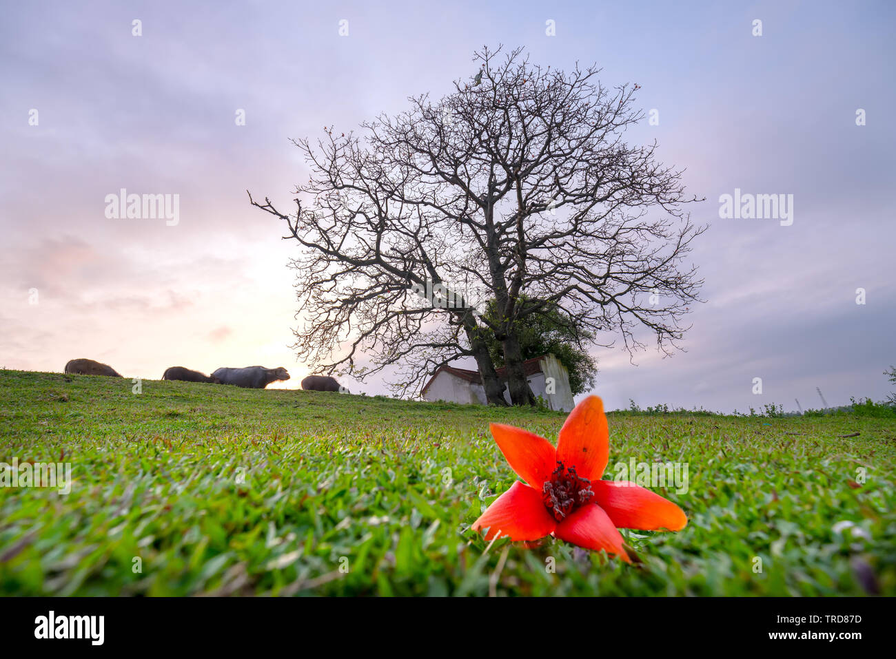 Bombax ceiba e antichi alberi silhouette al tramonto sfondo vernice rende più bellezza rustica della campagna del Vietnam Foto Stock