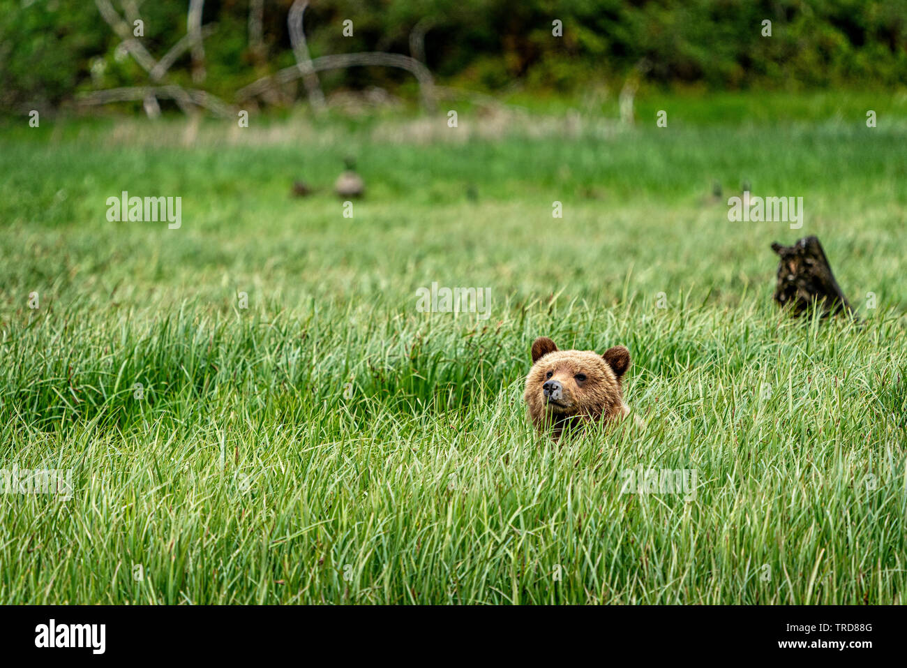 Simpatico cucciolo di orso grizzly seduto da solo in una naturale santuray lungo la Grande Foresta pluviale Bear, Knight Inlet, First Nations Territory Foto Stock