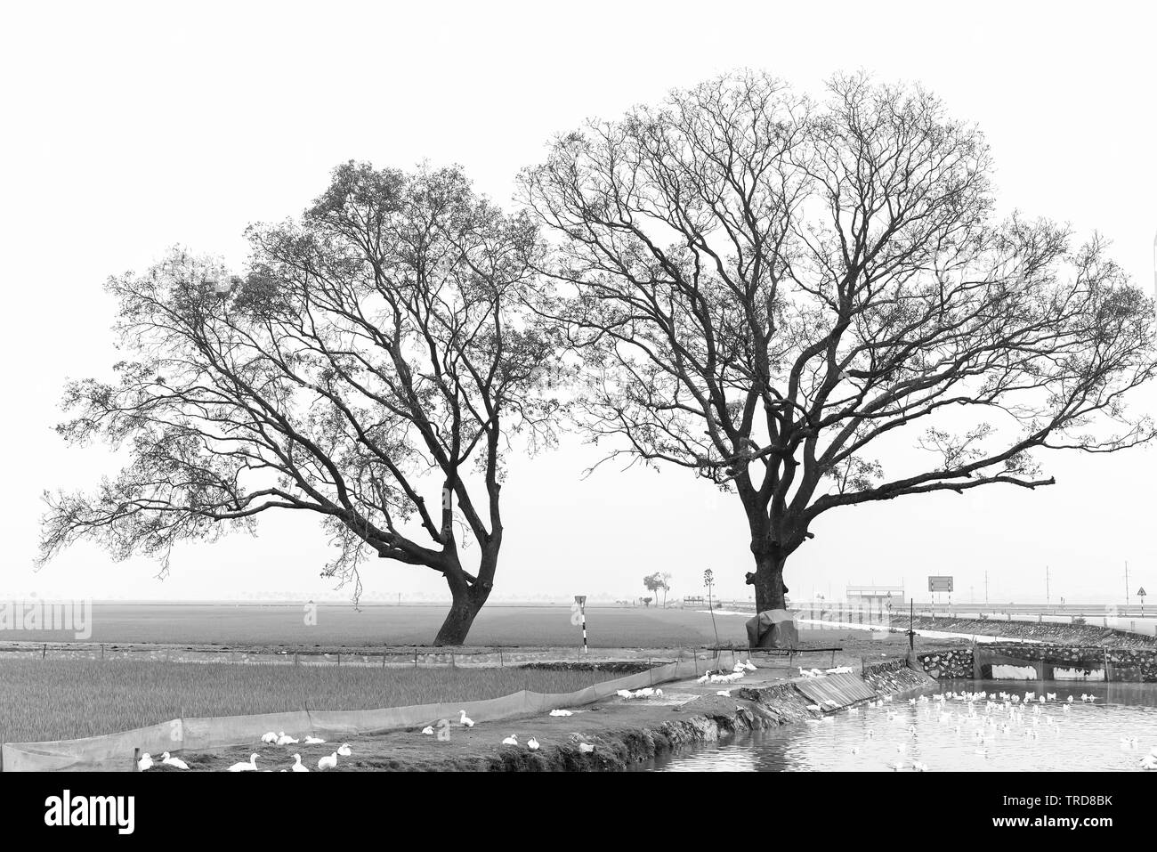 Silhouette Bombax Ceiba tree nelle zone rurali del Vietnam, così bella e pacifica Foto Stock