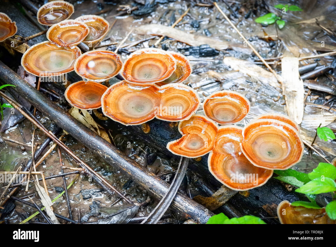 Fungo lingzhi la medicina di erbe crescente sulla natura della foresta nel locale di asia / fungo reishi Foto Stock