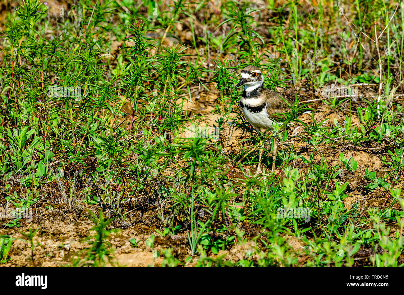 Killdeer a Turnbull National Wildlife Refuge Foto Stock