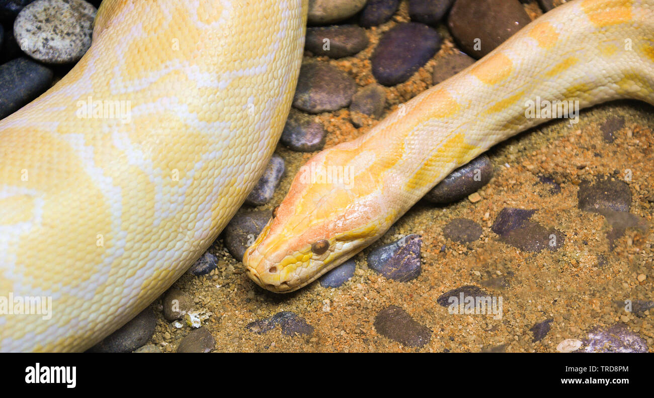 Oro giallo python snake giacente a terra / Albino burmese python Foto Stock