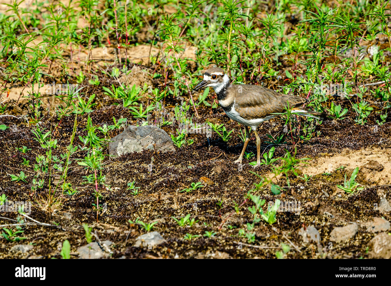 Killdeer a Turnbull National Wildlife Refuge Foto Stock