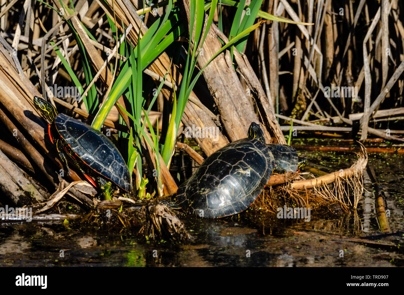 Dipinto di Tartarughe a Turnbull National Wildlife Refuge Foto Stock
