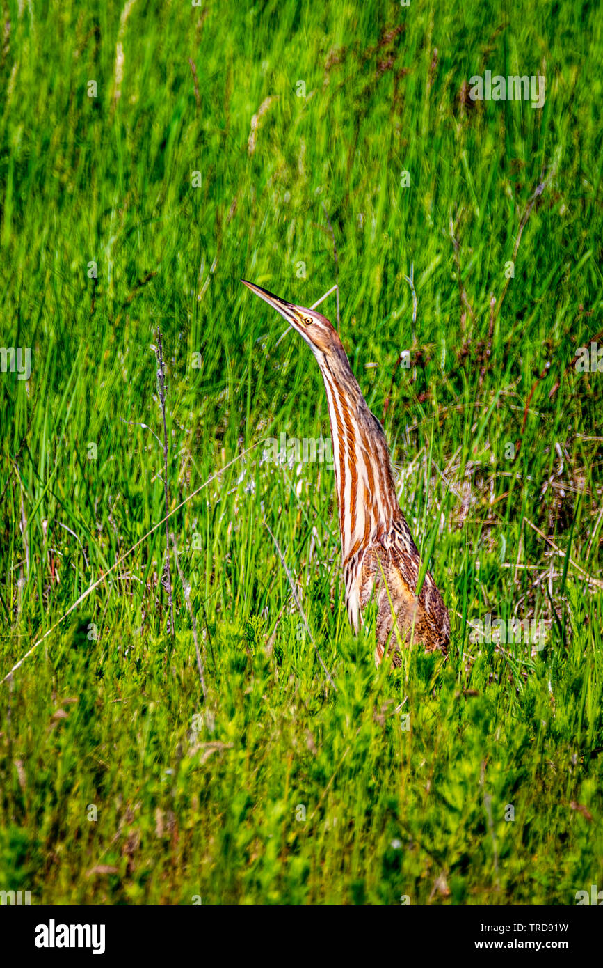 Il tarabuso americano a Turnbull National Wildlife Refuge Foto Stock