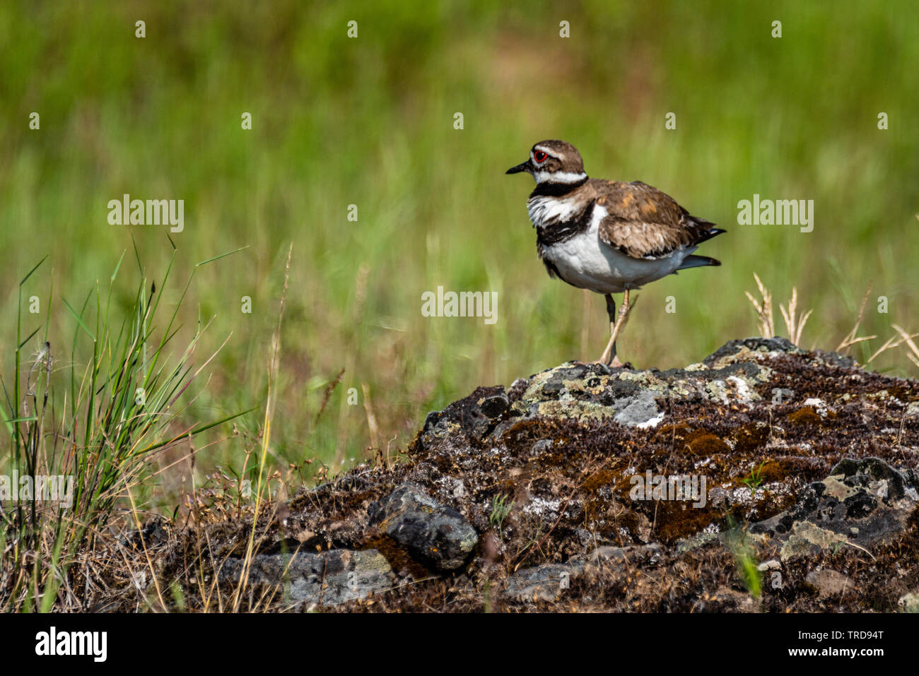 Killdeer a Turnbull National Wildlife Refuge Foto Stock