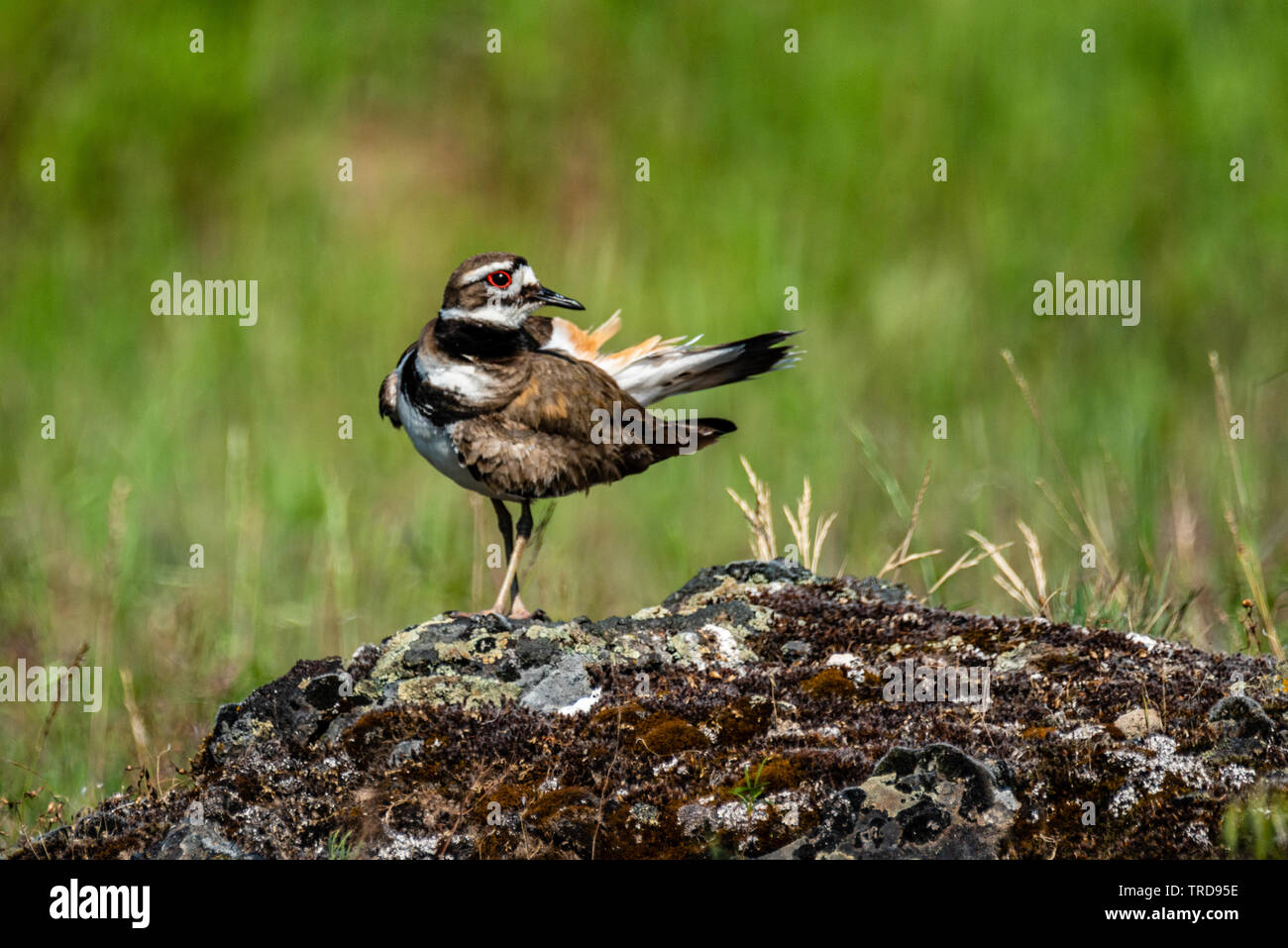Killdeer a Turnbull National Wildlife Refuge Foto Stock