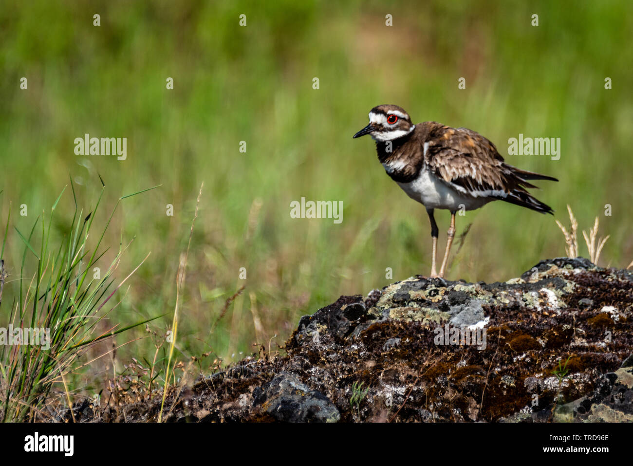 Killdeer a Turnbull National Wildlife Refuge Foto Stock