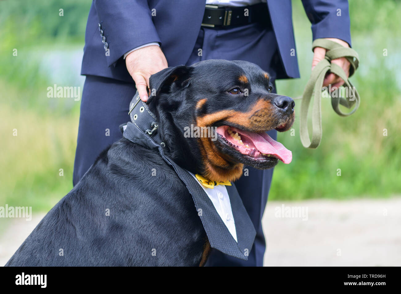 Un grande e forte cane Rottweiler con una bella manishka con una linguetta sporgente sorge accanto a lo sposo in una tuta blu Foto Stock