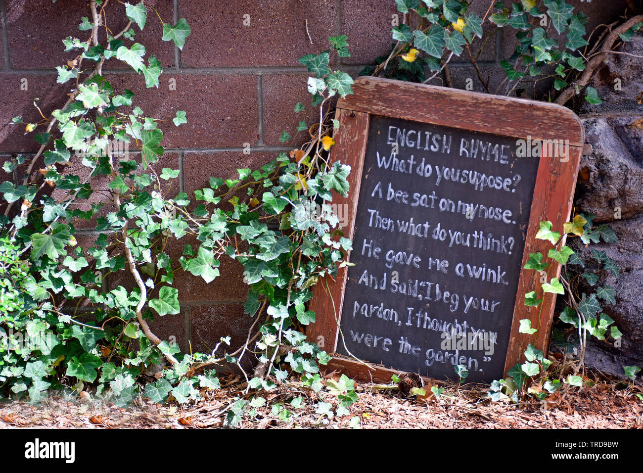 Giardino inglese rima ed edera Foto Stock