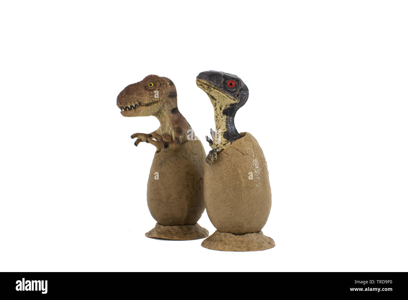 Baby velociraptor e baby Tyrannosaurus rex in uova isolate su sfondo bianco Foto Stock
