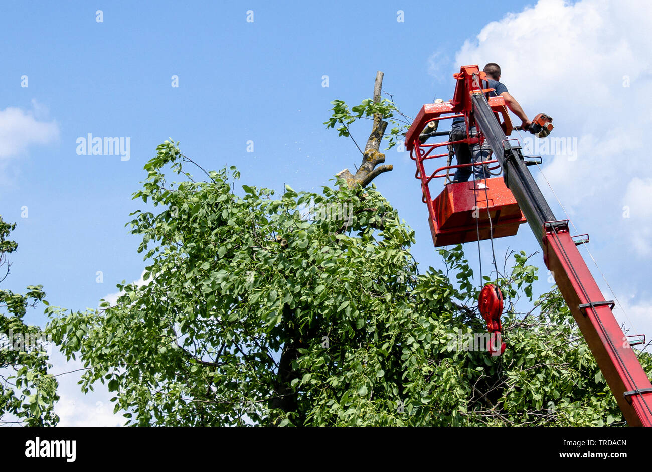 La potatura di alberi e segare da un uomo con una sega a nastro sono in piedi sulla piattaforma di una meccanica di seggiovia tra i rami di un vecchio albero di grandi dimensioni. Foto Stock