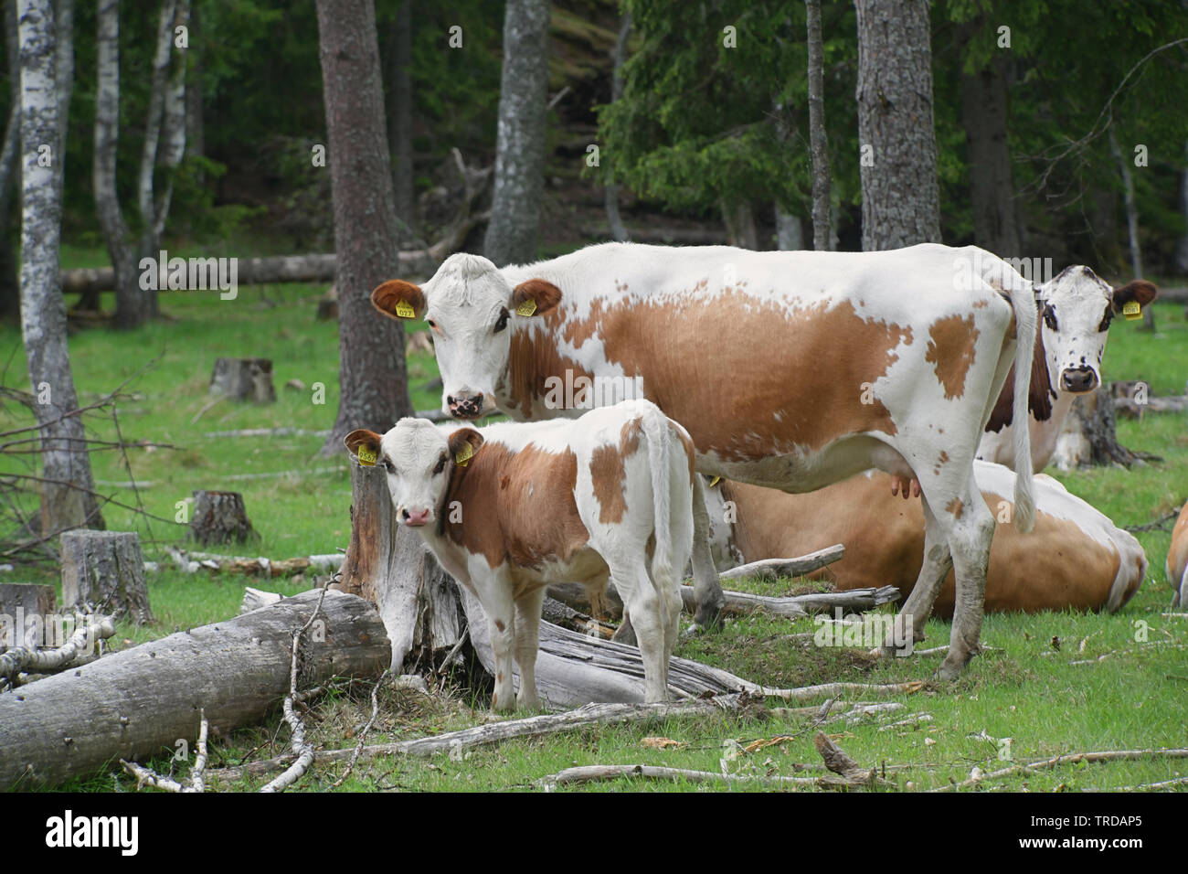 Libera compreso il bestiame in una foresta in pascolo Finalnd Foto Stock