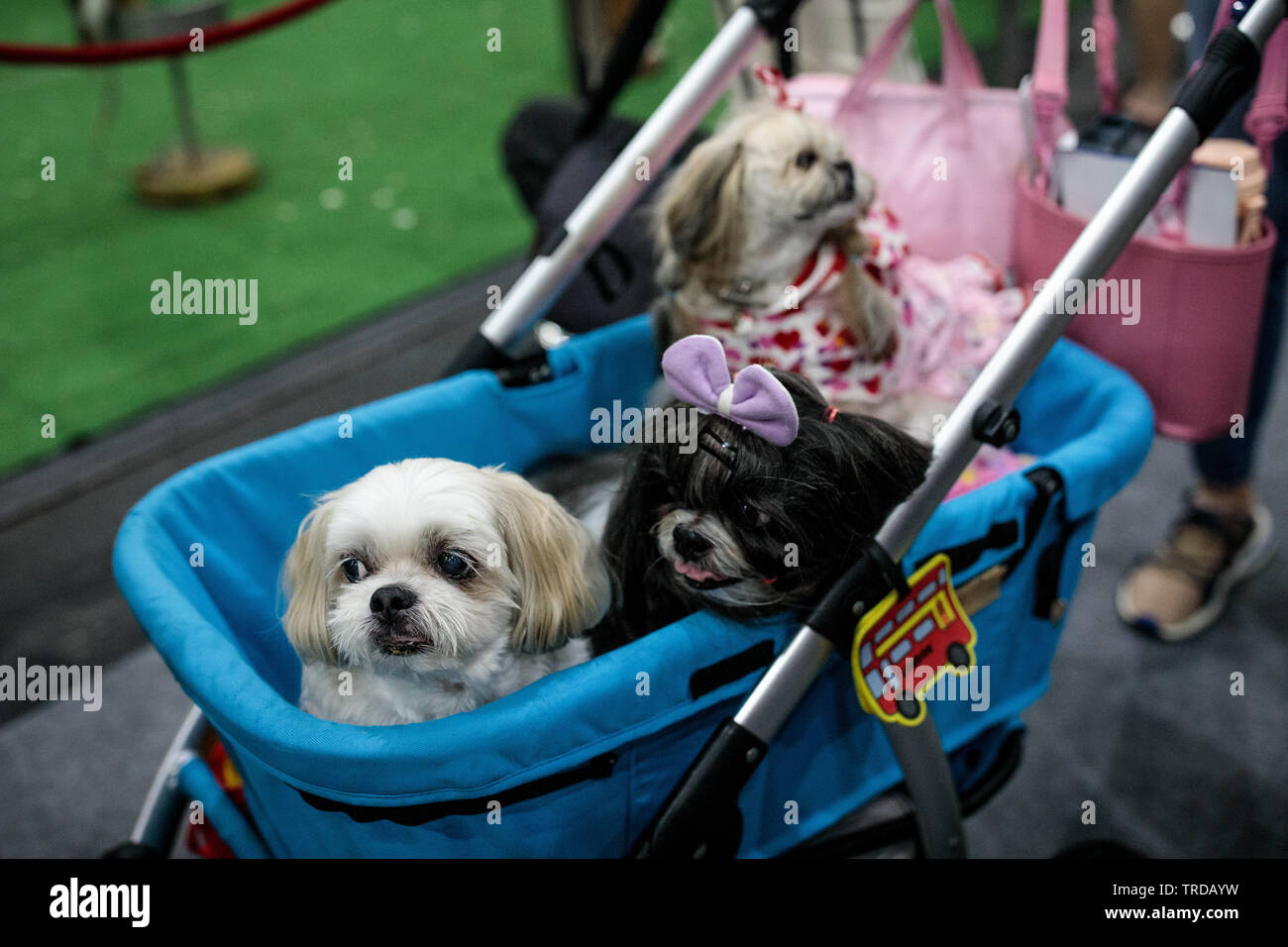 Gli animali e i loro proprietari frequentare il Pet Expo fiera a Bangkok Foto Stock