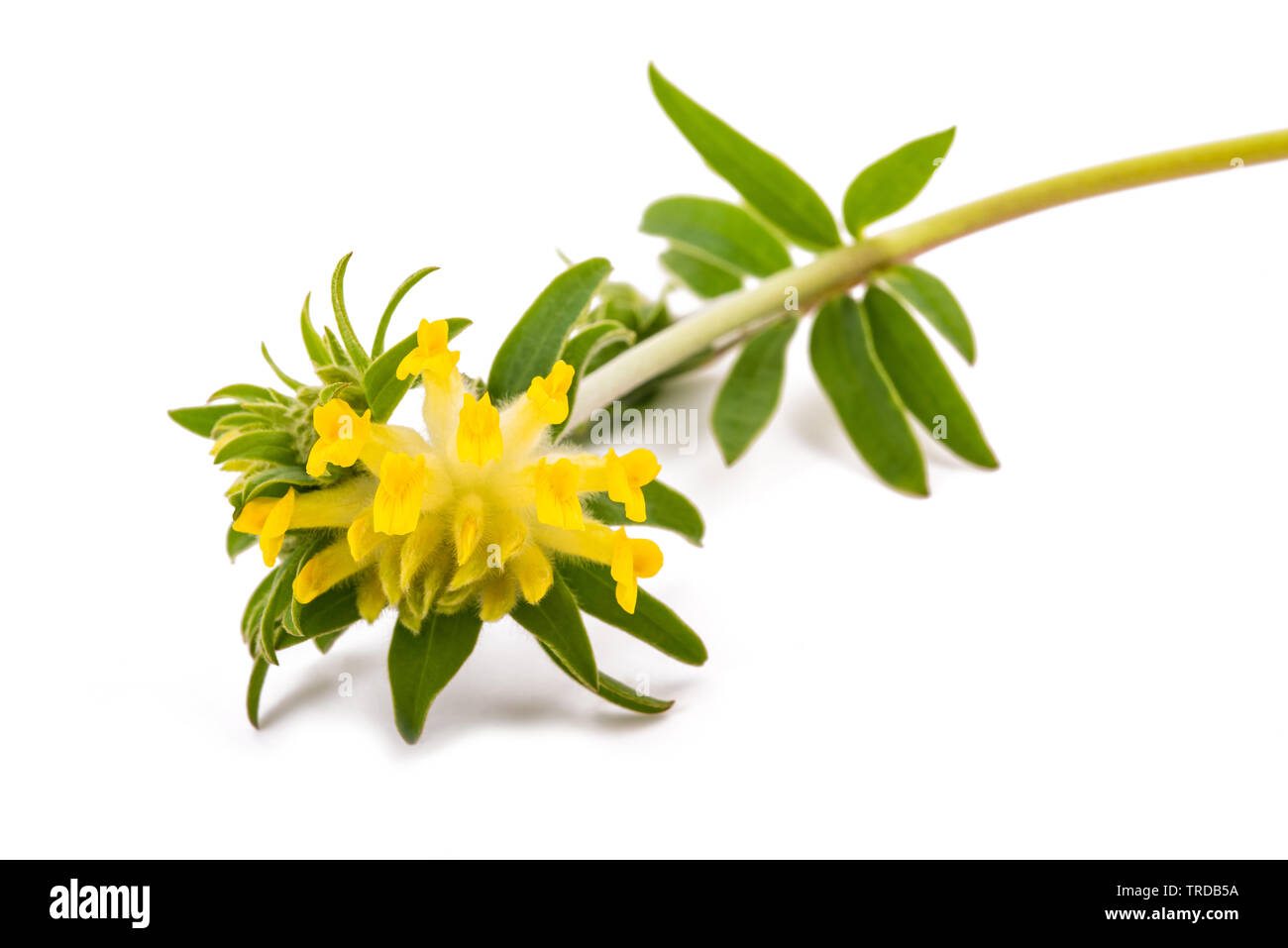 Anthyllis vulneraria fiori isolati su sfondo bianco Foto Stock