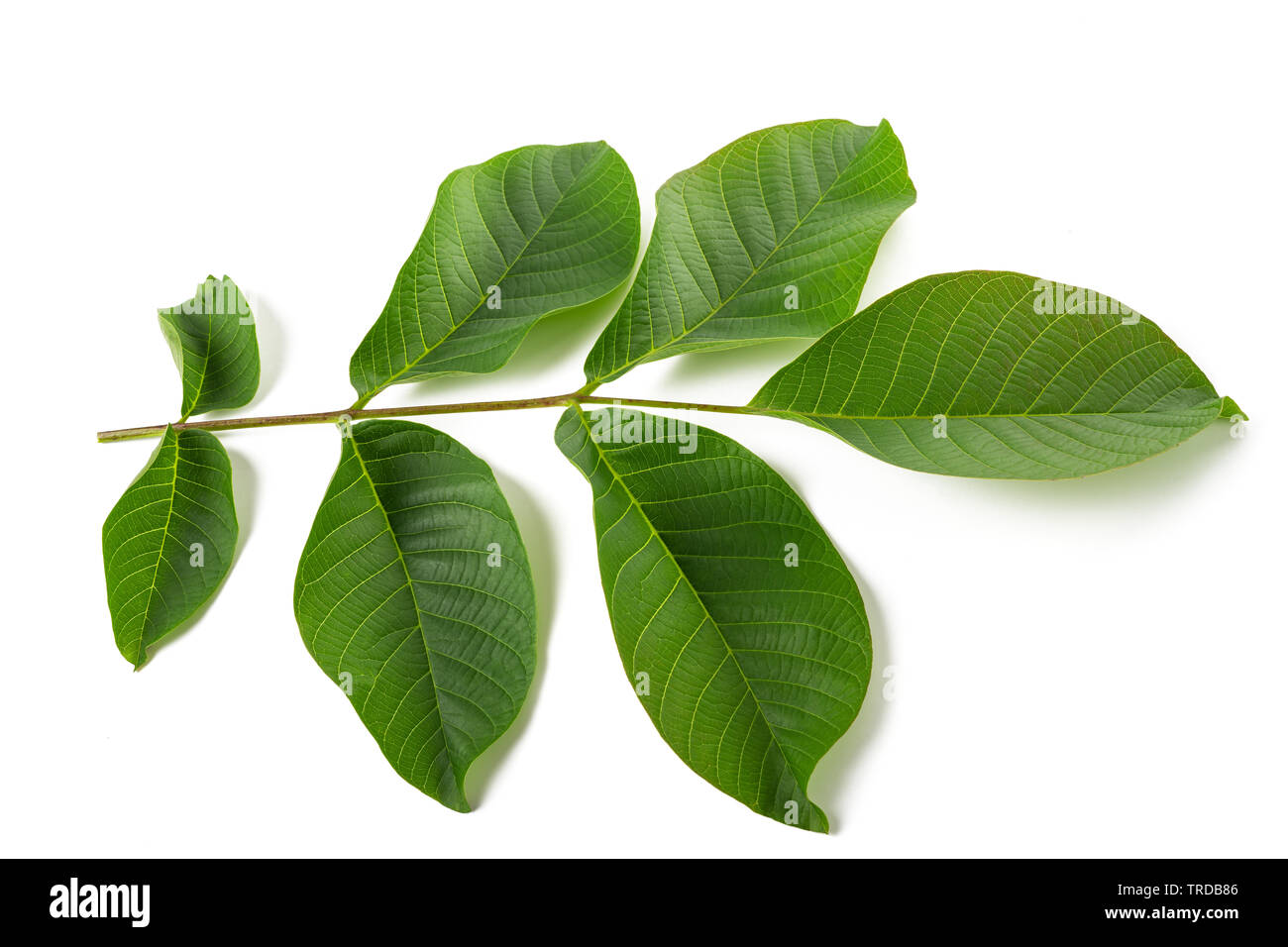 Ramo di noce isolati su sfondo bianco Foto Stock