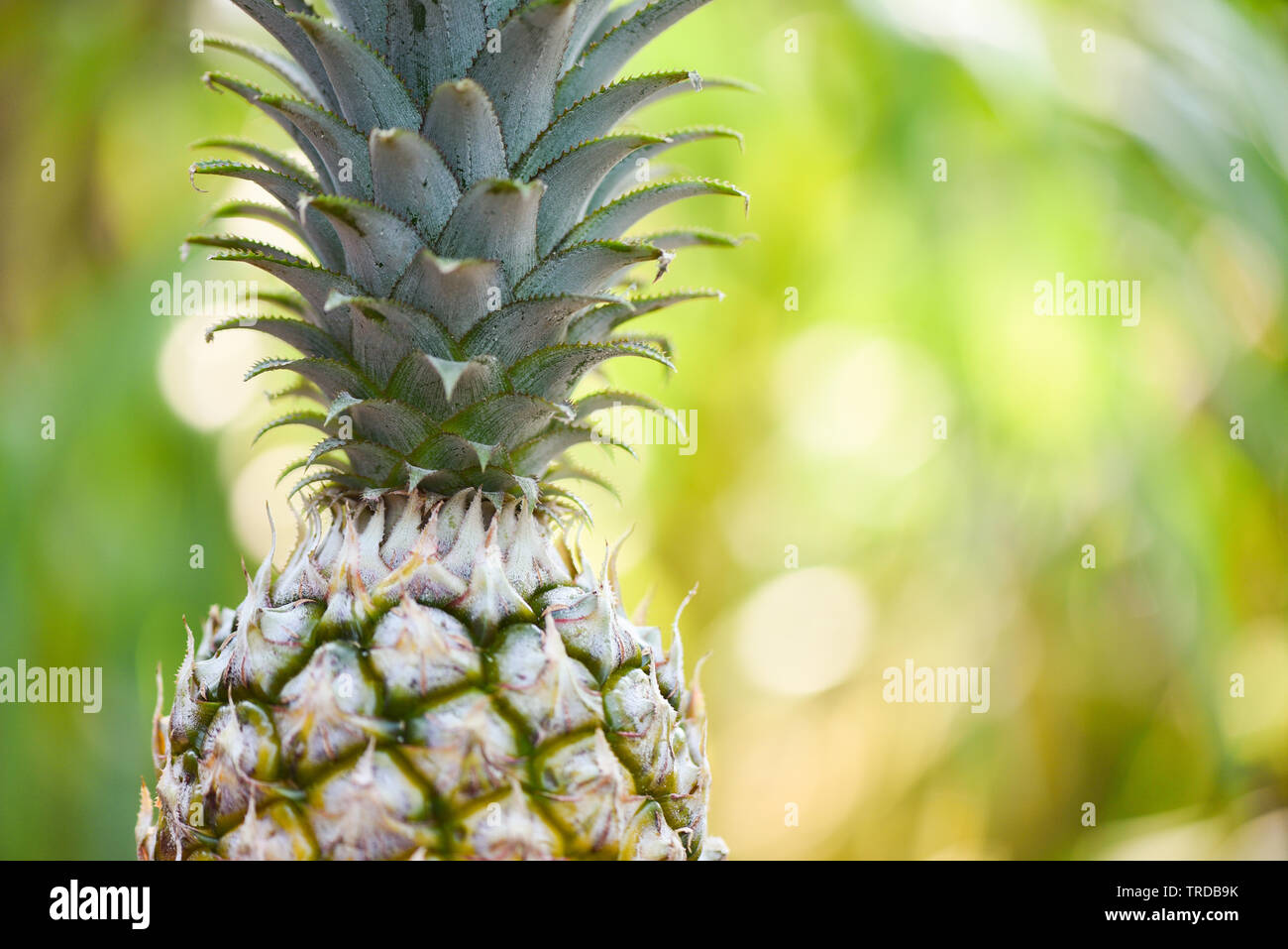 Fresh pineapple on nature background / Close up pineapple tropical fruit Foto Stock