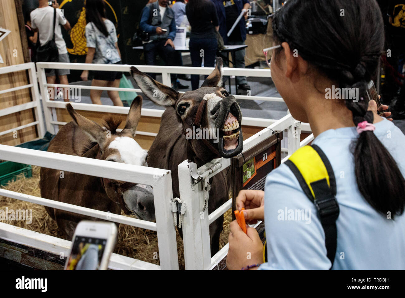 Un asino sorride al Pet Expo fiera a Bangkok Foto Stock