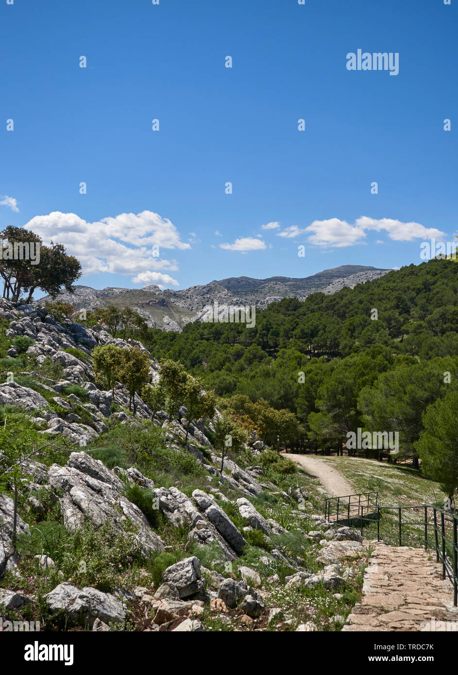 Scendendo il sentiero di pietra o un sentiero del Guarda Forestal Mirador nella Sierra de las Nieves parco nazionale in Andalusia, Spagna. Foto Stock