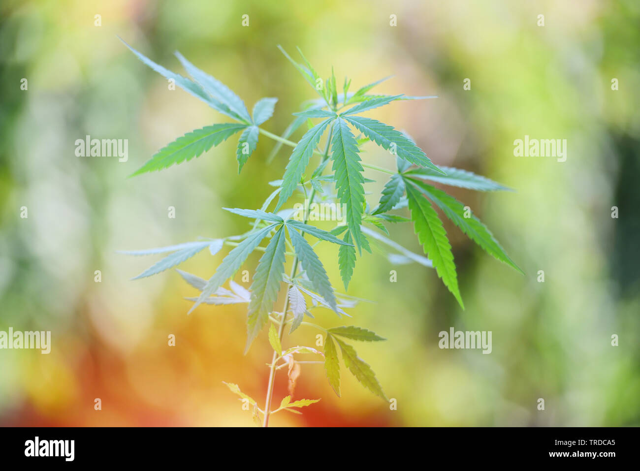 Cannabis leaves marijuana plant tree growing in pot on nature green background / Hemp leaf for extract medical healthcare natural selective focus Foto Stock