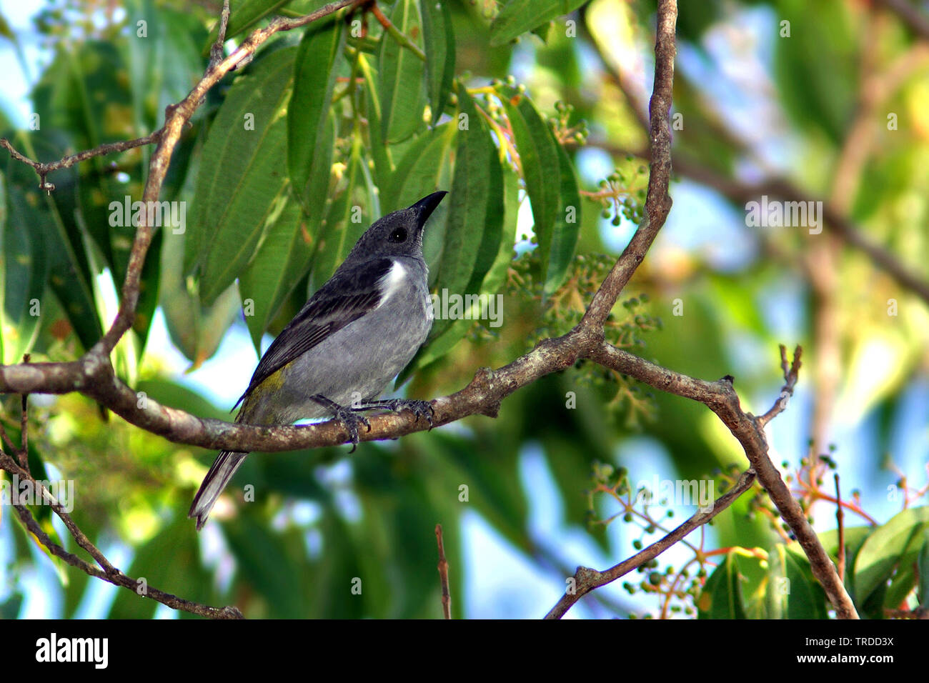 Zolfo-rumped Tanager, (Heterospingus rubrifrons), Sud America Foto Stock