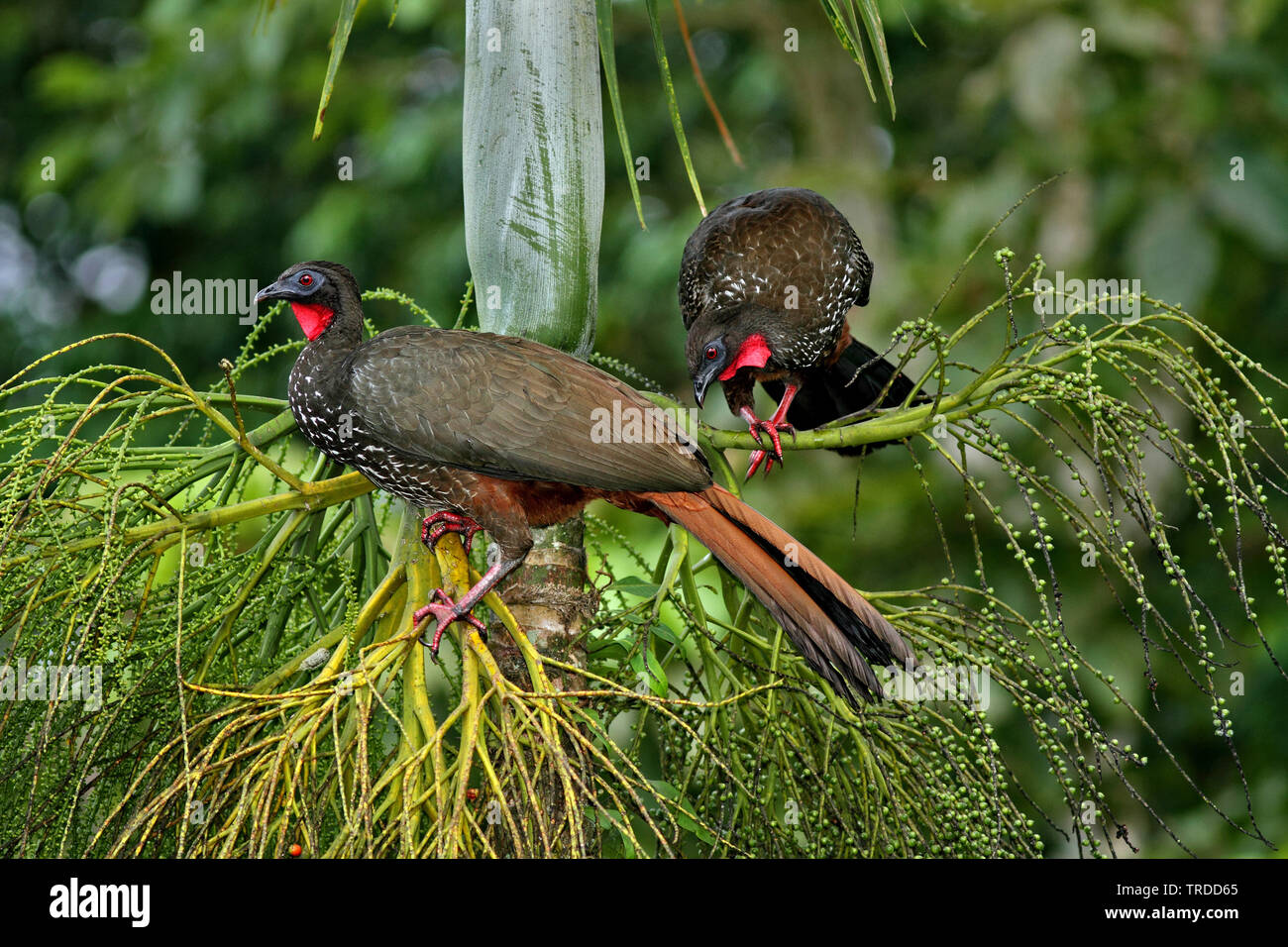 Crested guan (Penelope purpurascens), Suedamerika Foto Stock
