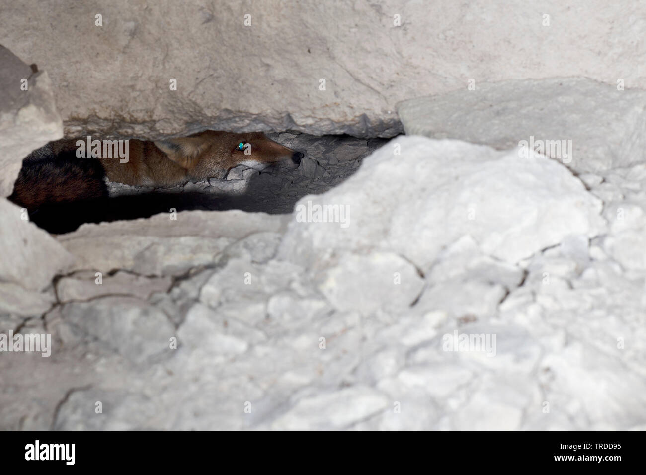 Red Fox (Vulpes vulpes vulpes), nascondendosi in una crepa di pietra, Francia Foto Stock