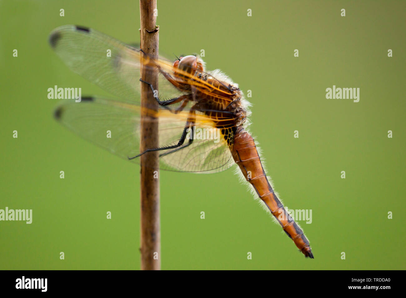 Scarsa chaser dragonfly, scarse libellula (Libellula fulva), Paesi Bassi Foto Stock