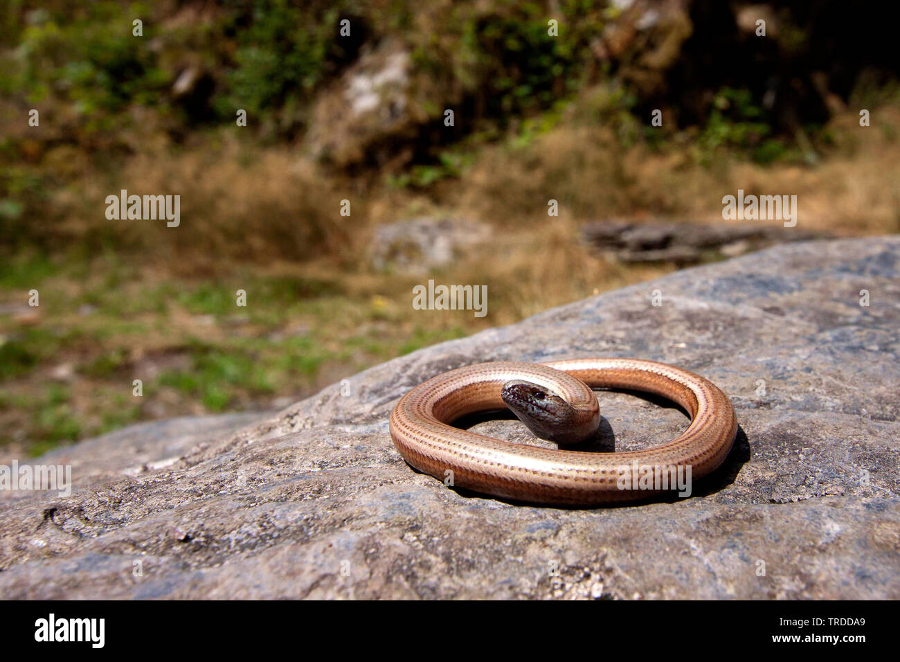 Comunità slow worm, blindworm, slow worm (Anguis fragilis), prendere il sole su una roccia, Belgio Foto Stock
