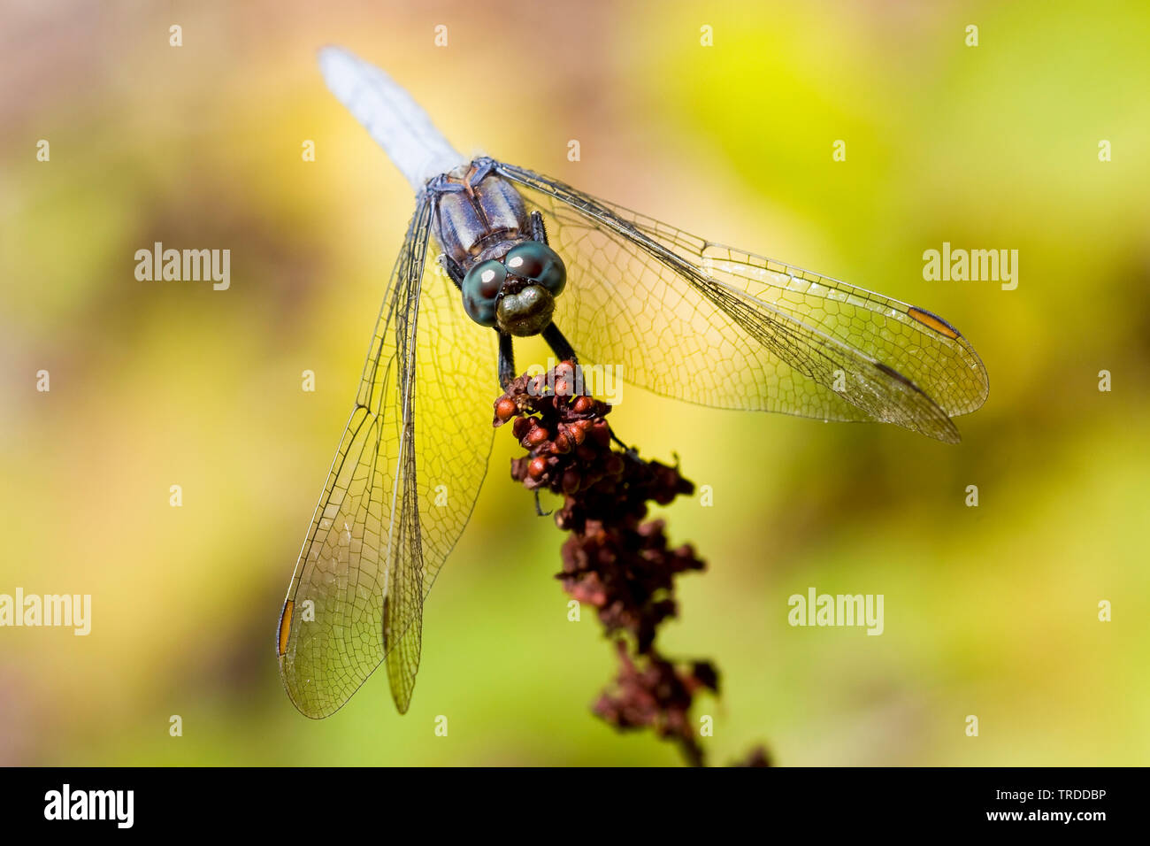 Europa meridionale (skimmer Orthetrum brunneum), Francia Foto Stock