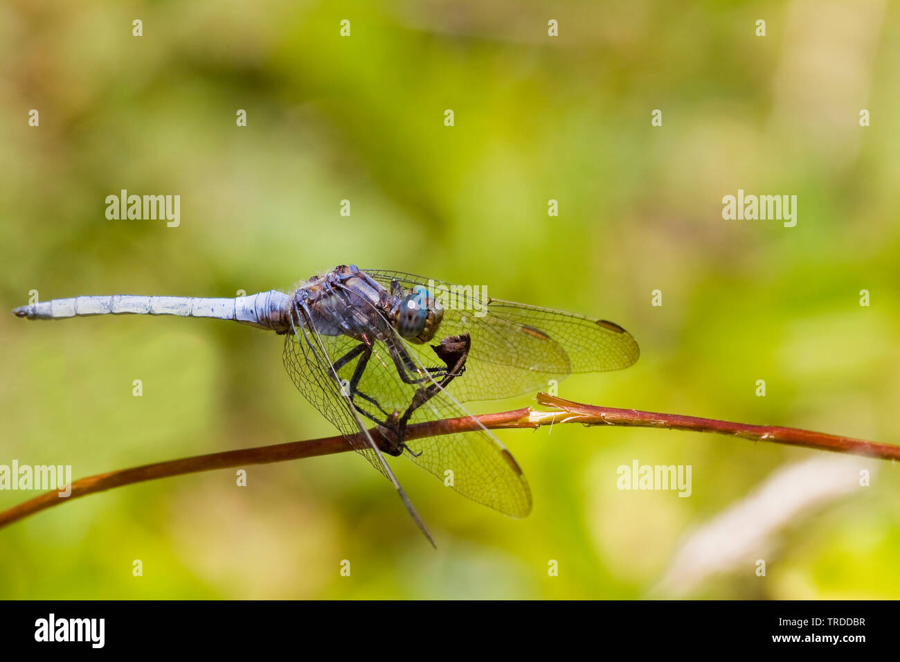 Europa meridionale (skimmer Orthetrum brunneum), Francia Foto Stock